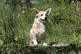 CORGI PEMBROKE 002